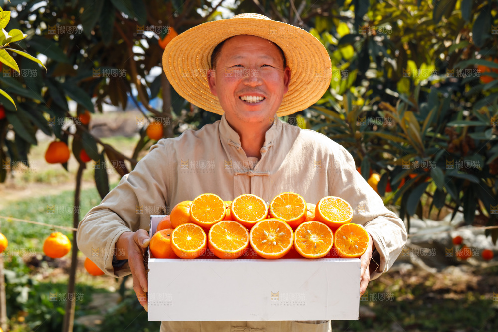 手里拿着沃柑