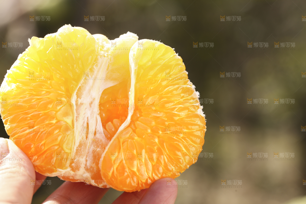 手里拿着新鲜沃柑