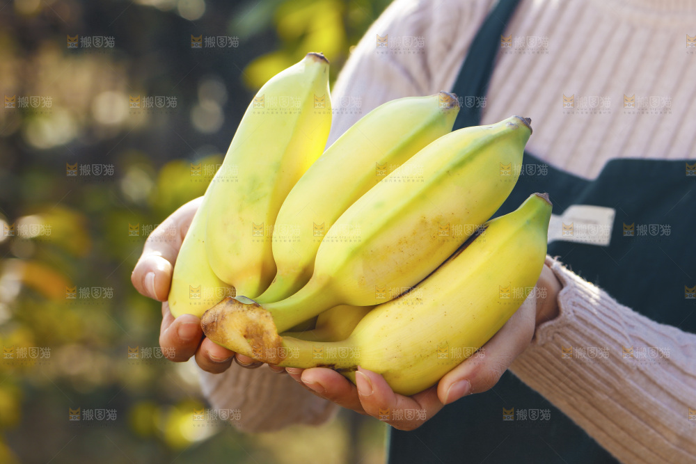 手里拿着广西芭蕉