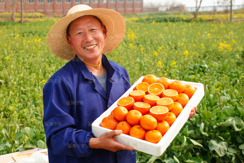 沃柑
