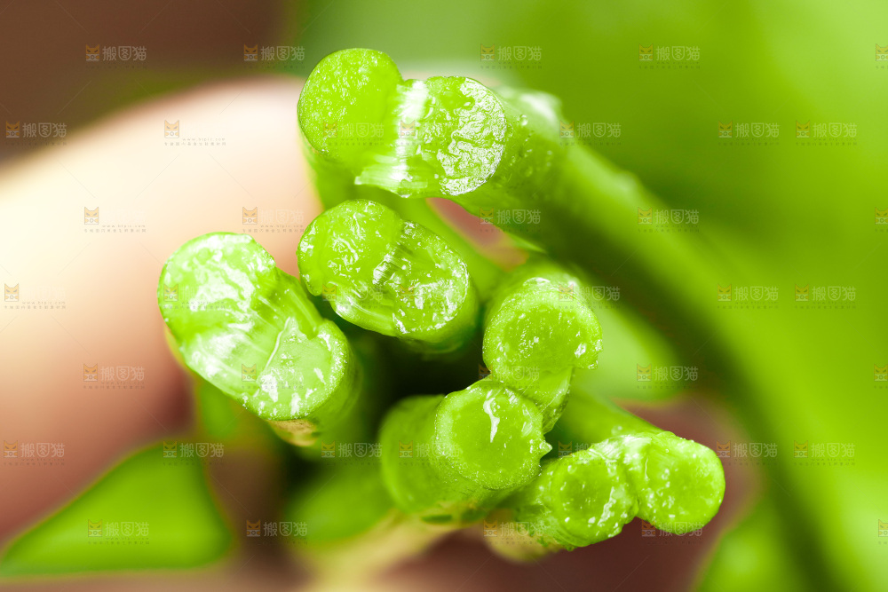木底上的江西藜蒿
