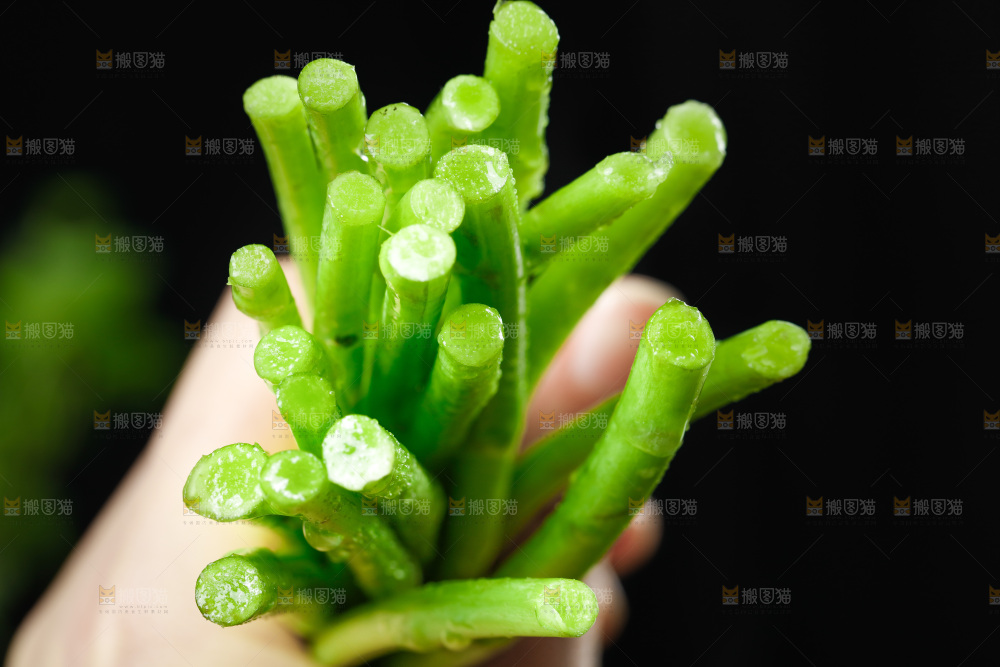 木底上的江西藜蒿