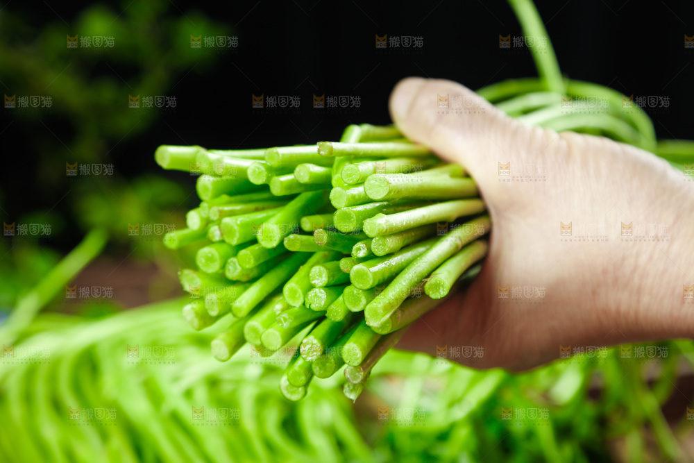 木底上的江西藜蒿