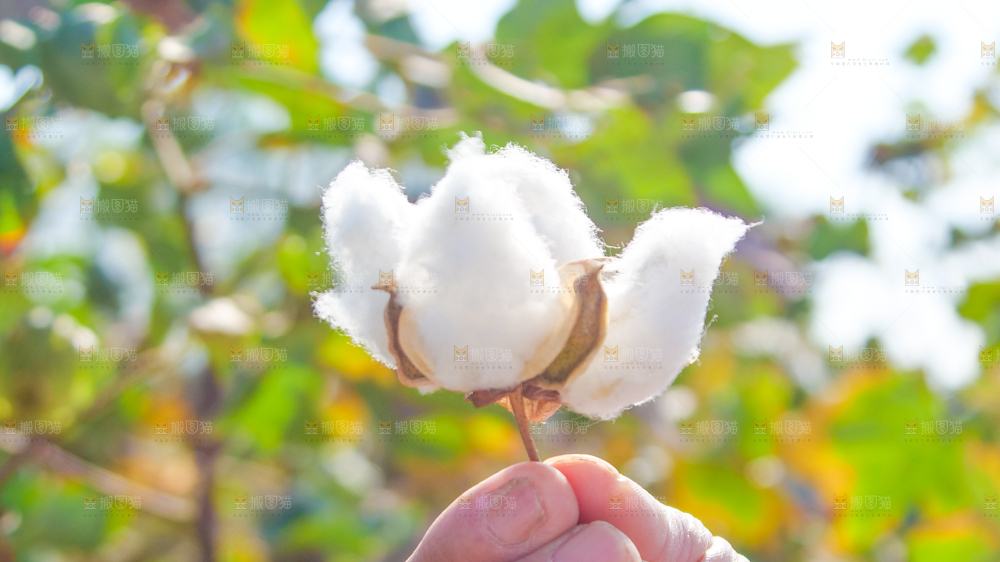 手里拿着现摘棉花