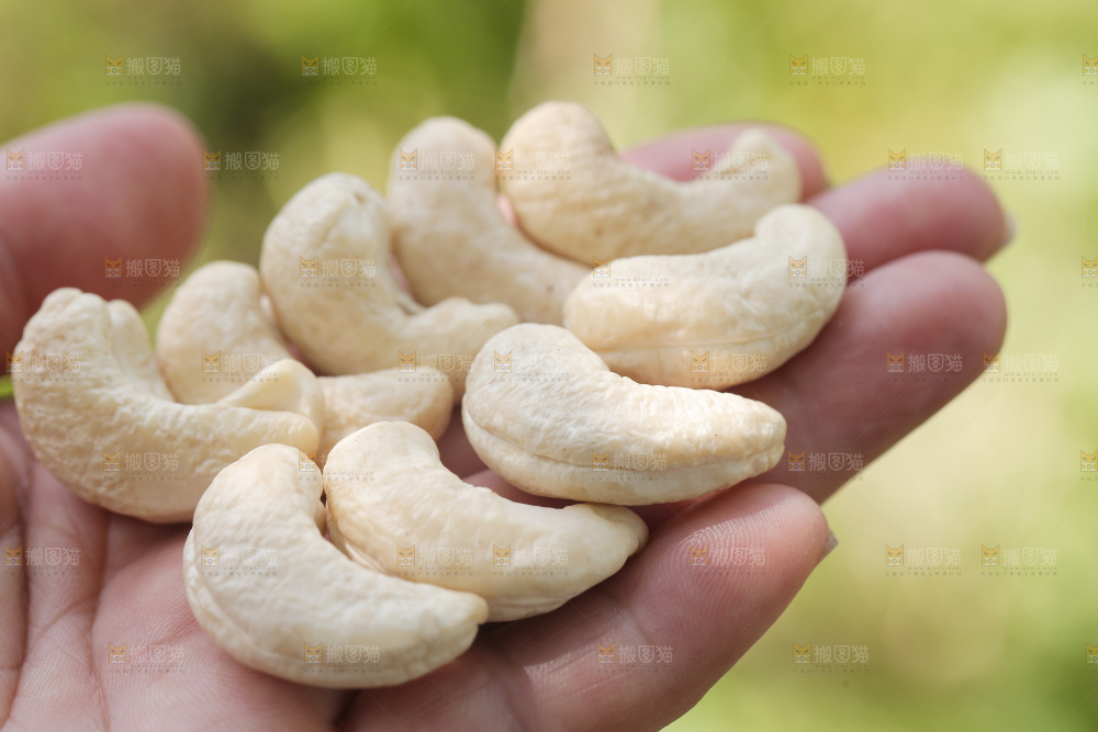 手里拿着腰果仁