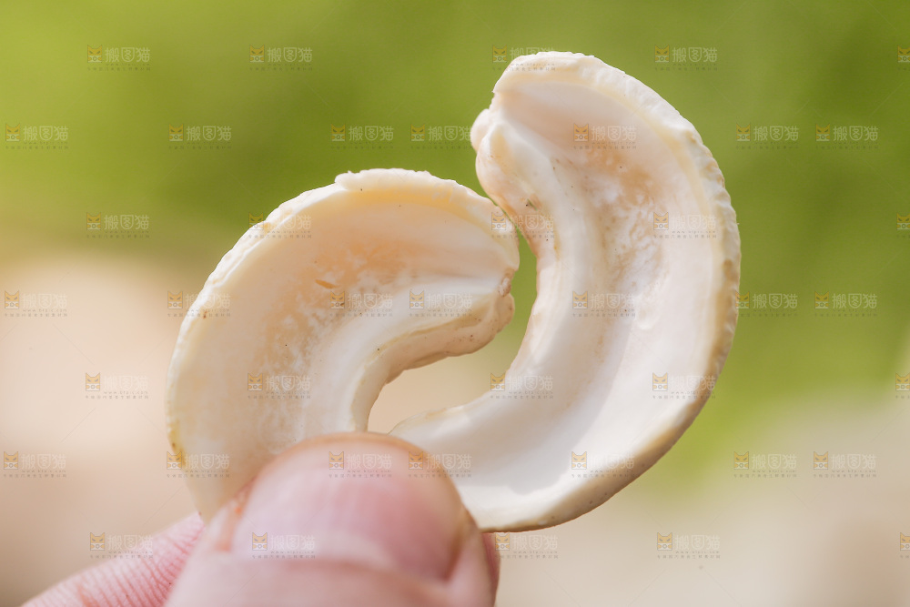 手里拿着腰果仁