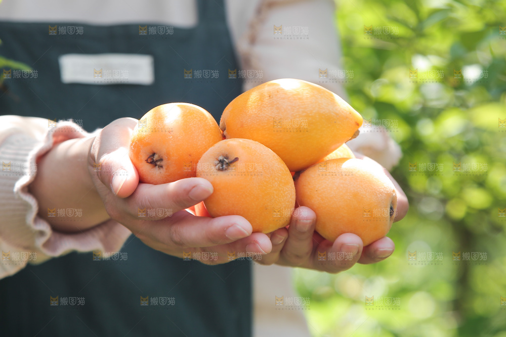 手里捧着大枇杷