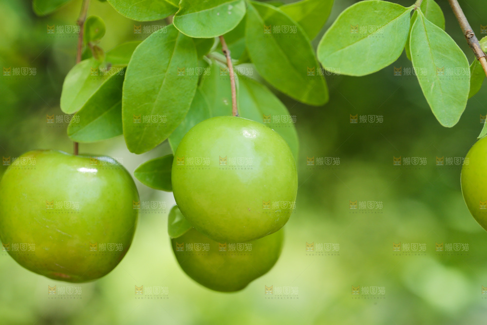 树枝上的三月李