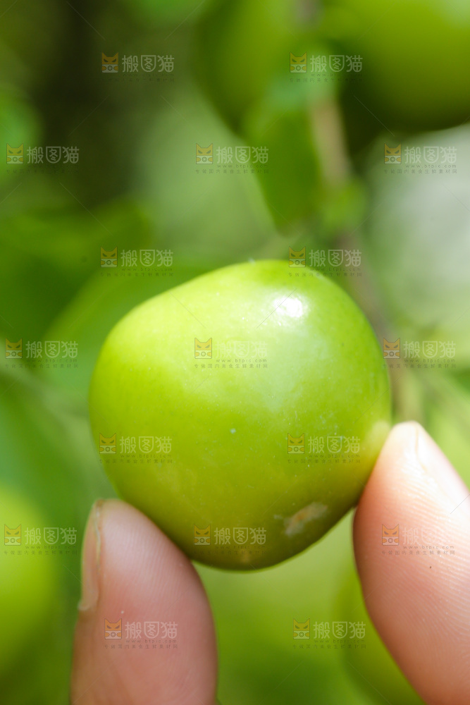 手里拿着青脆李