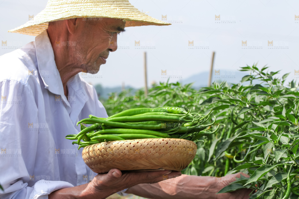 手里拿着现摘线椒