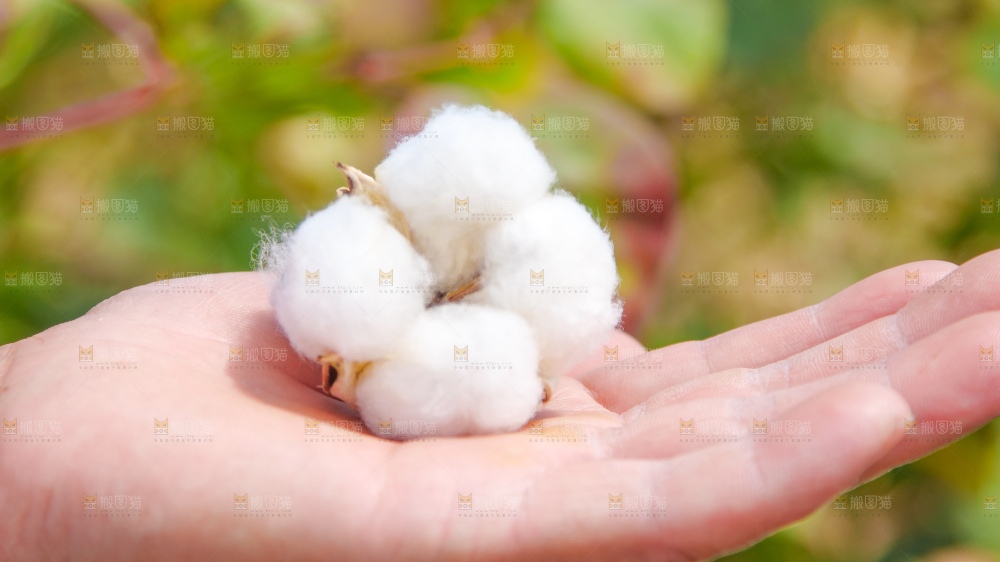 手里拿着棉花