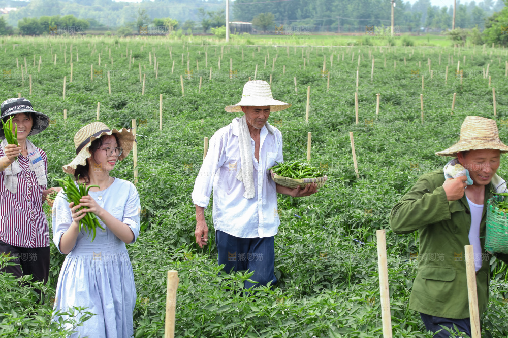 手里拿着现摘线椒