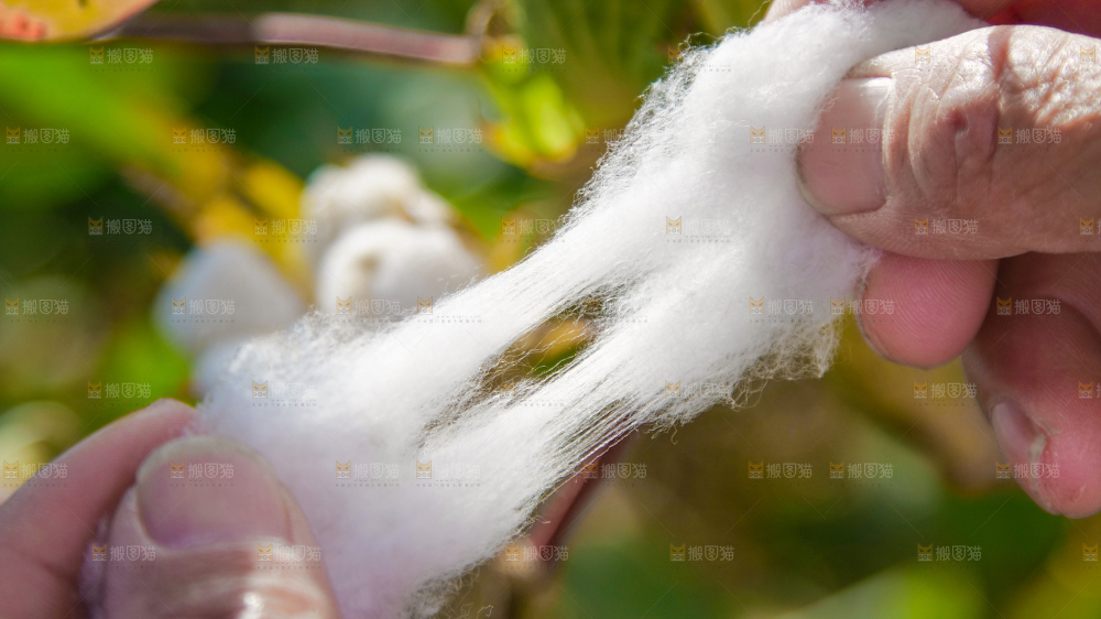 手里拿着棉花