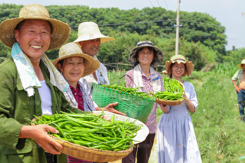 手里拿着现摘线椒