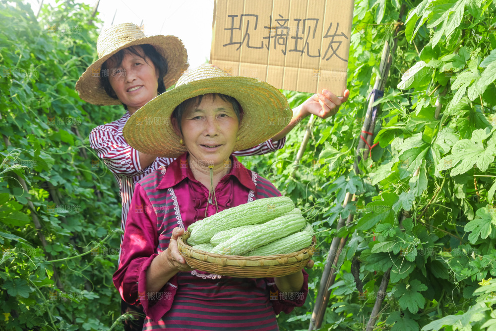 手里拿着新鲜苦瓜