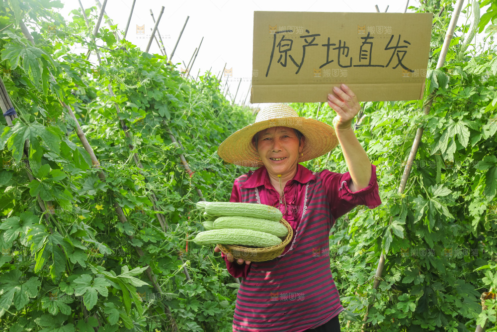 手里拿着新鲜苦瓜