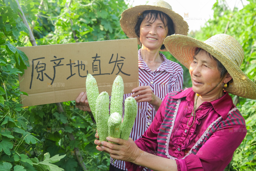 手里拿着新鲜苦瓜