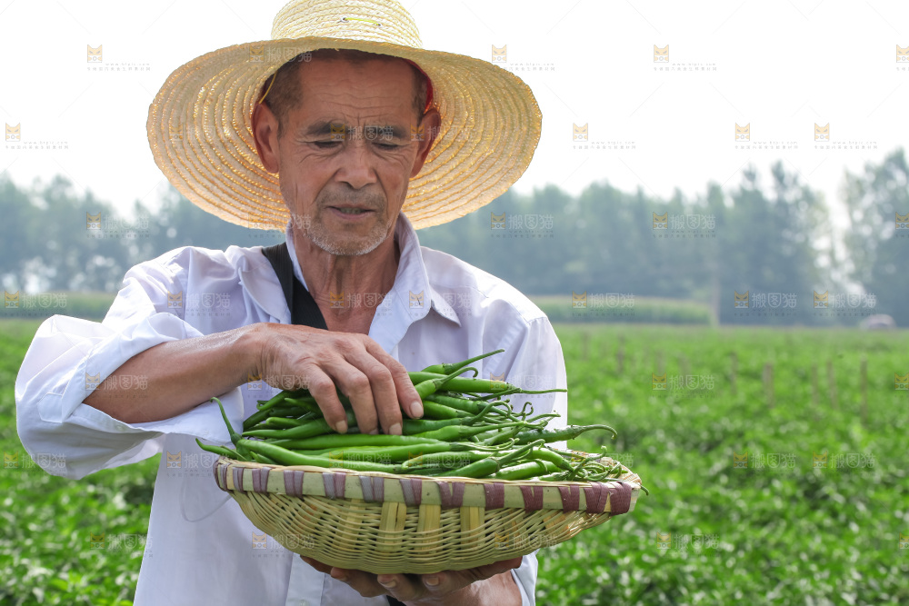 手里拿着现摘线椒