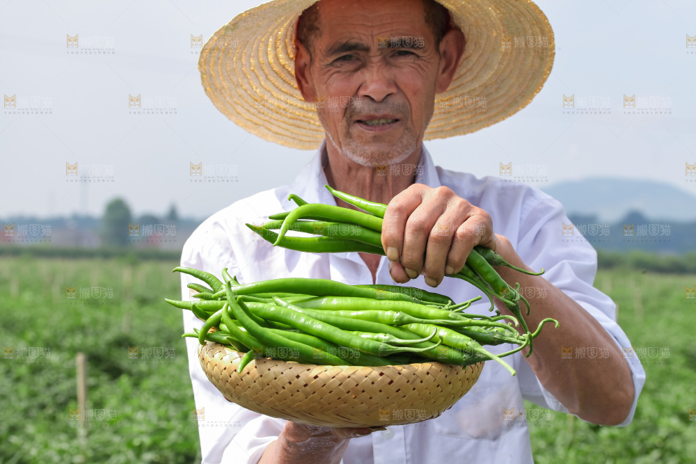 手里拿着现摘线椒