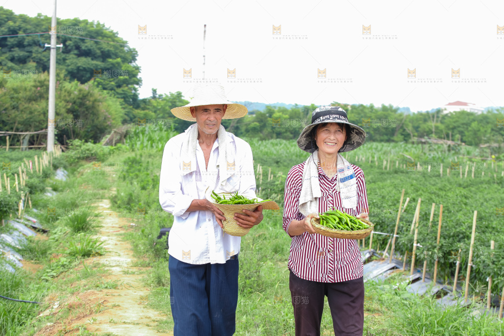 手里拿着现摘线椒