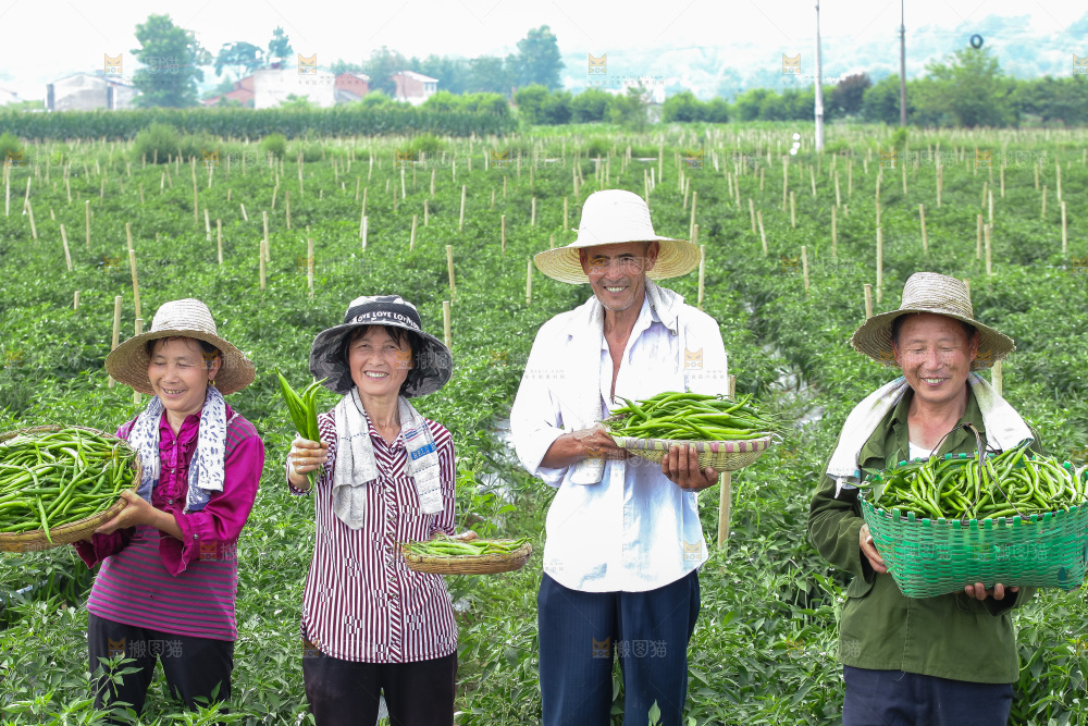 手里拿着现摘线椒