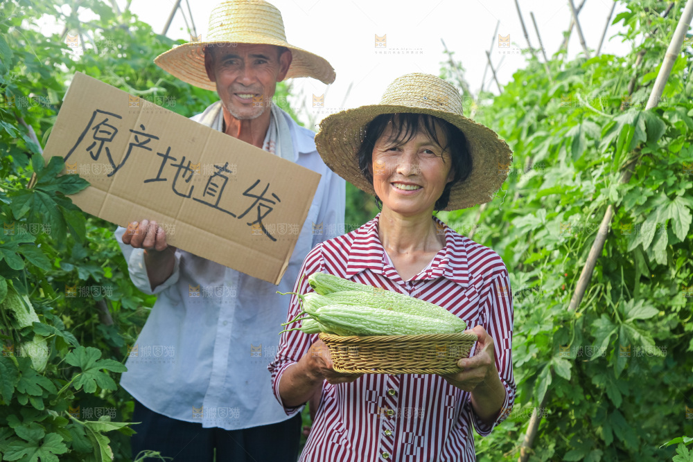 手里拿着新鲜苦瓜