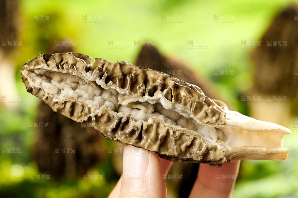 草地上的羊肚菇