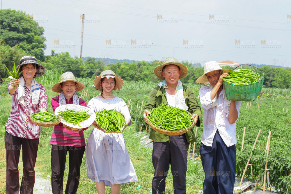 手里拿着现摘线椒