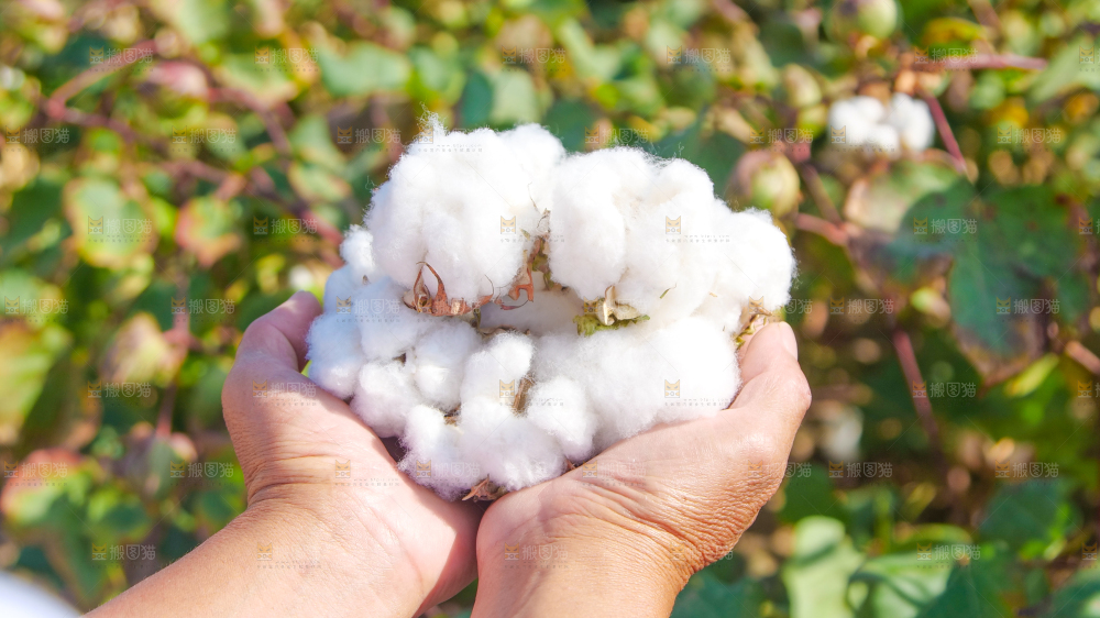 手里拿着棉花