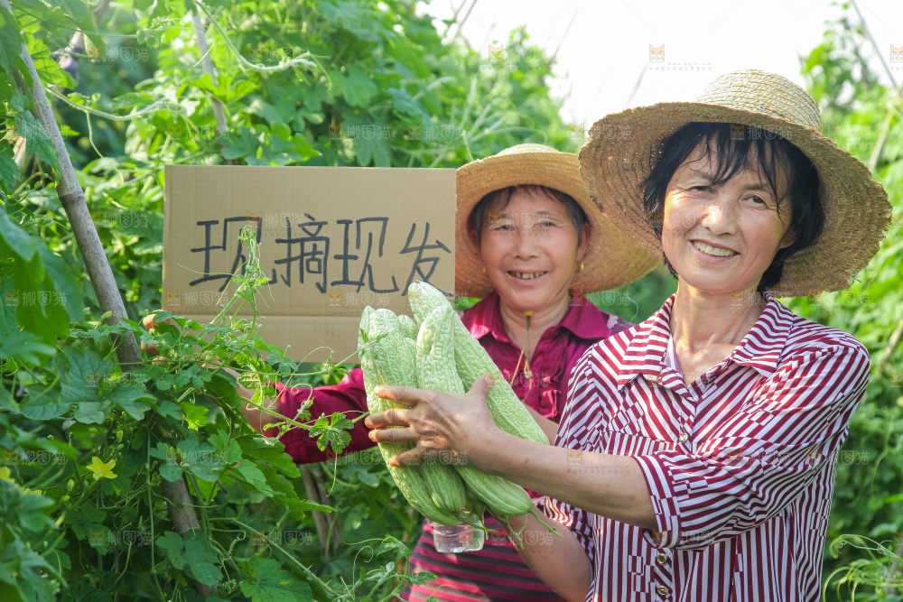 手里拿着新鲜苦瓜