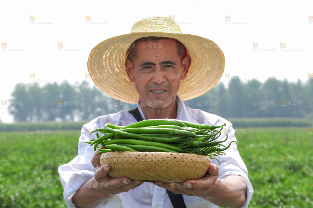 手里拿着现摘线椒