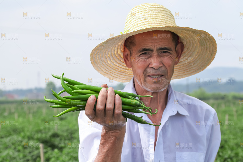 手里拿着现摘线椒
