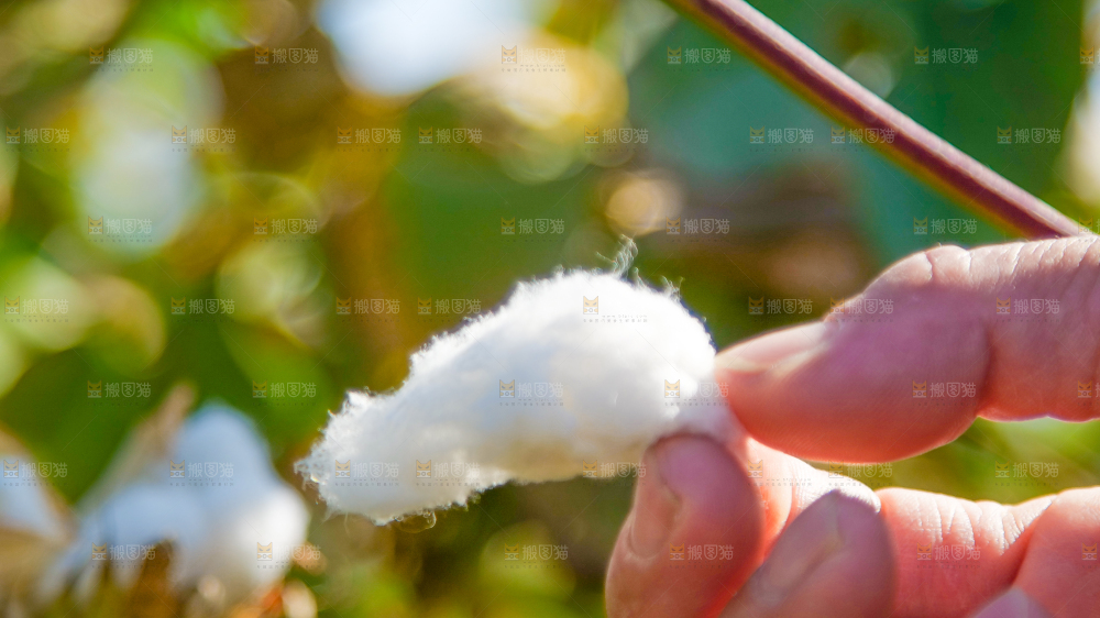 手里拿着棉花