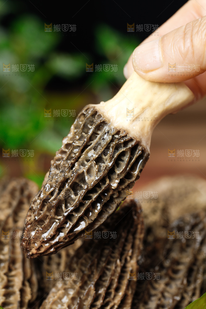 木底上的羊肚菇