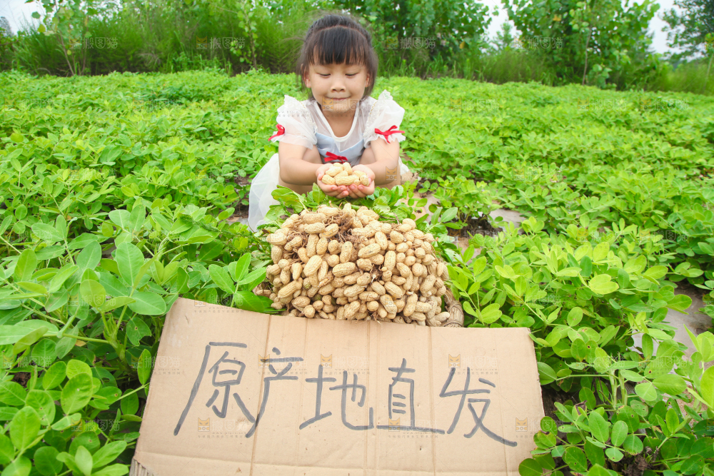 手里拿着现挖花生