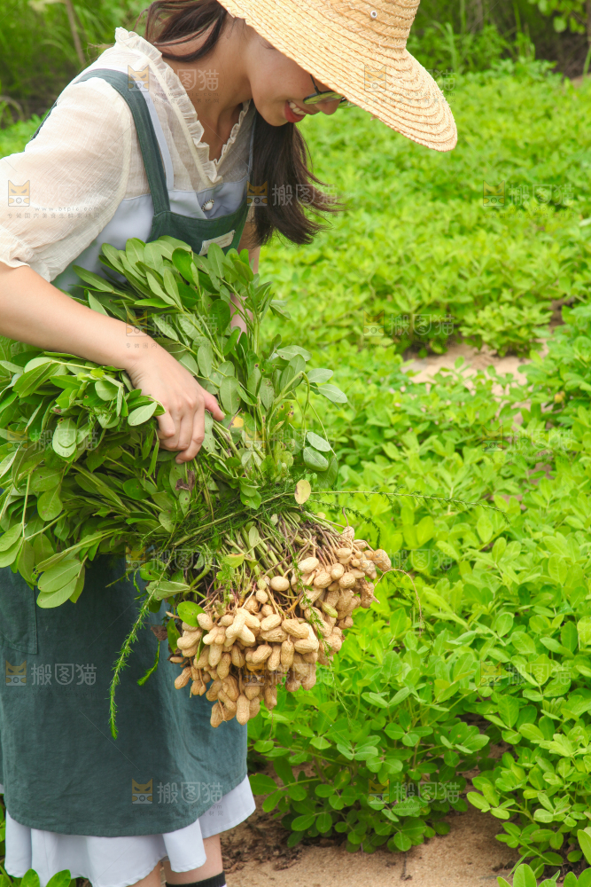 手里拿着现挖花生