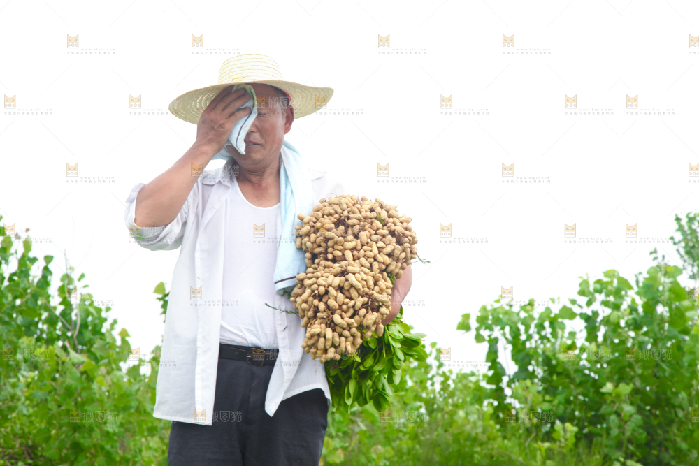 手里拿着现挖花生