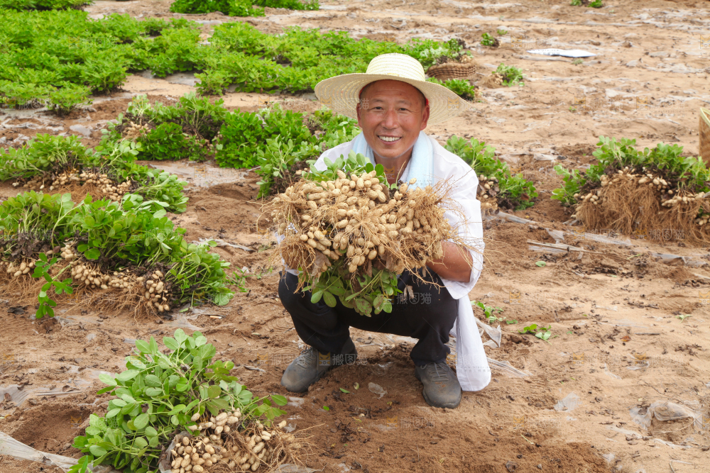 手里拿着现挖花生