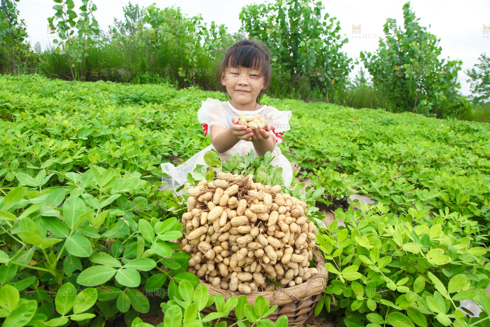 花生产地