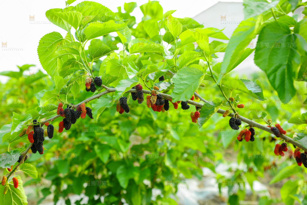 桑葚果树