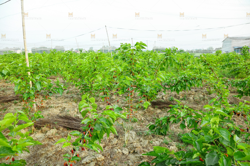 桑葚果树