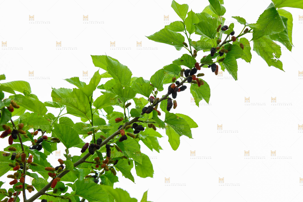 桑葚果树
