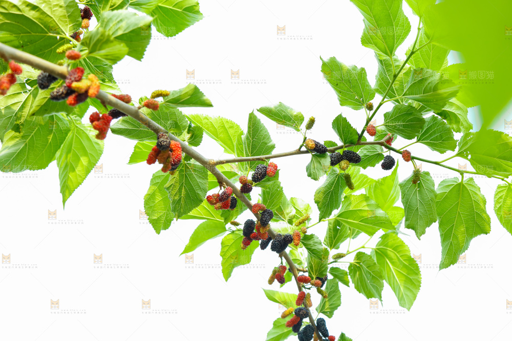 桑葚果树
