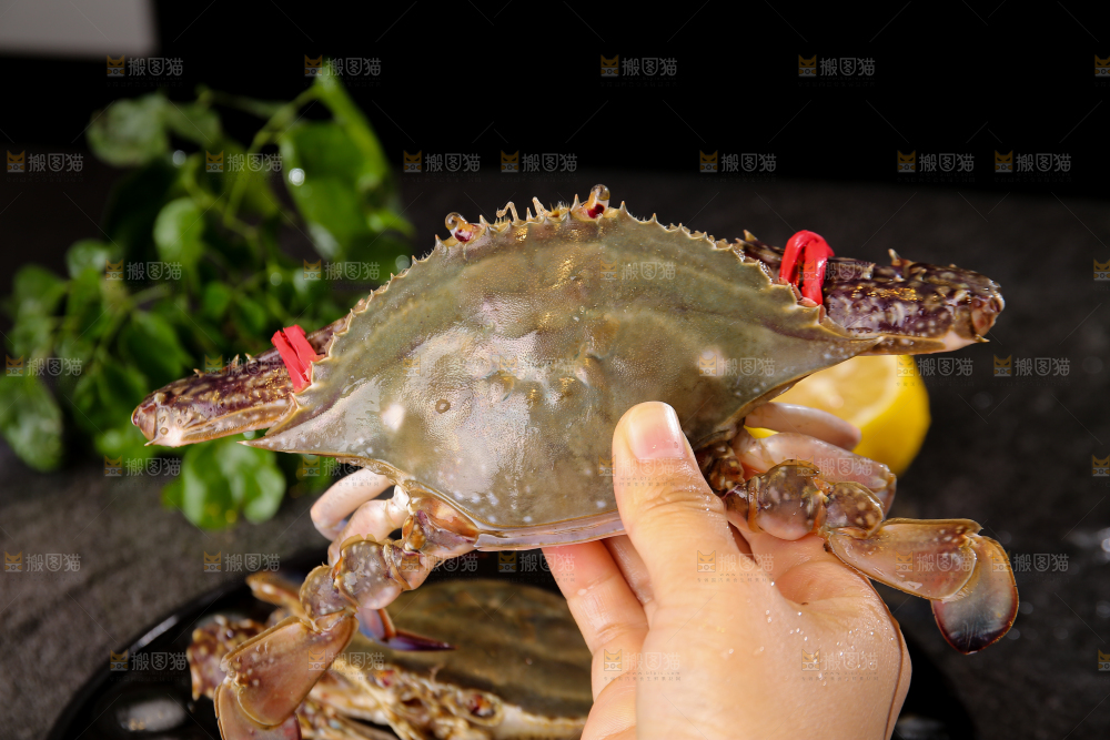 深底上放着梭子蟹
