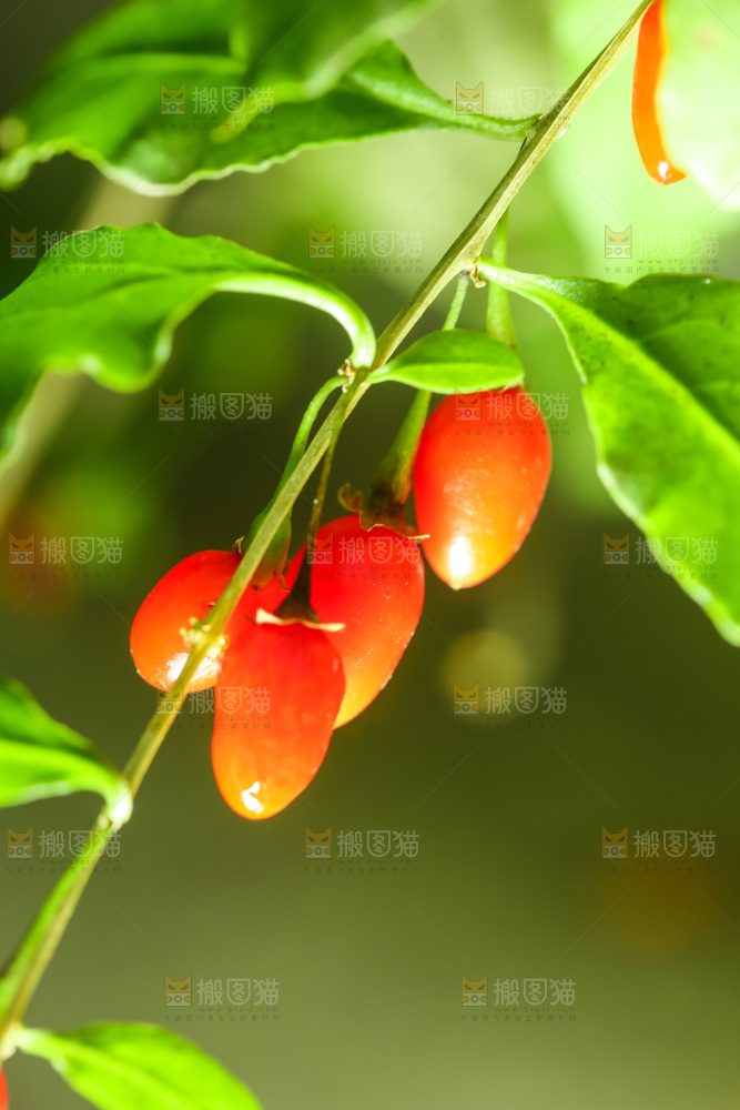 枸杞枝上的枸杞
