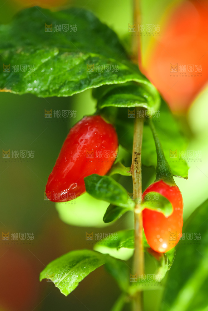 枸杞枝上的枸杞