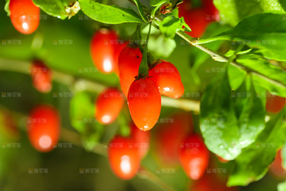枸杞枝上的枸杞