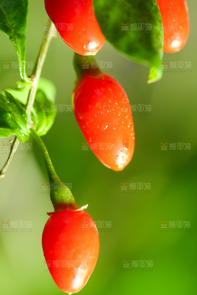 枸杞枝上的枸杞