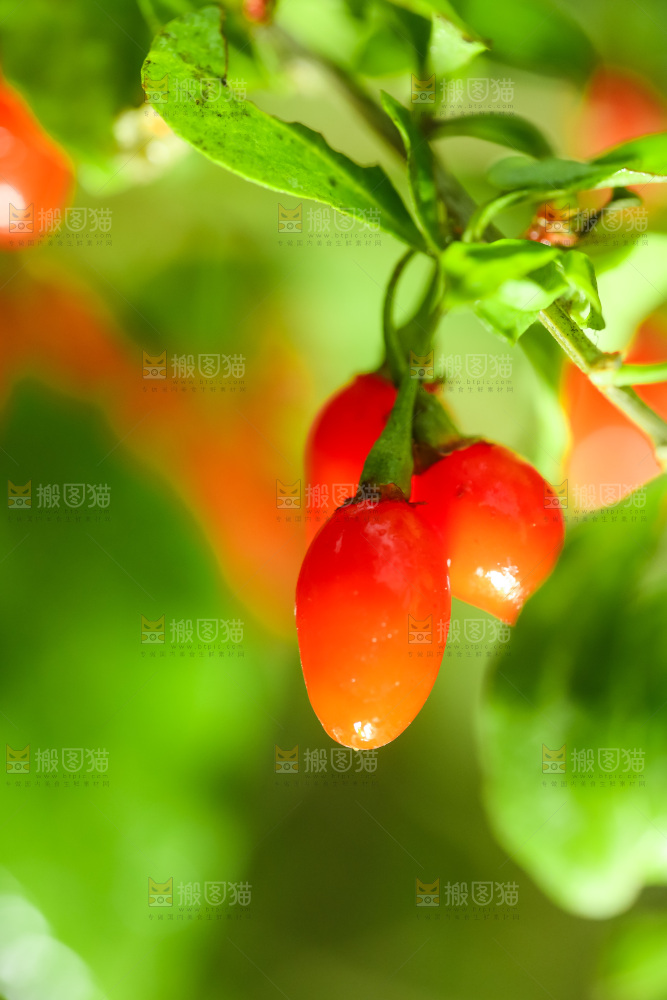 枸杞枝上的枸杞