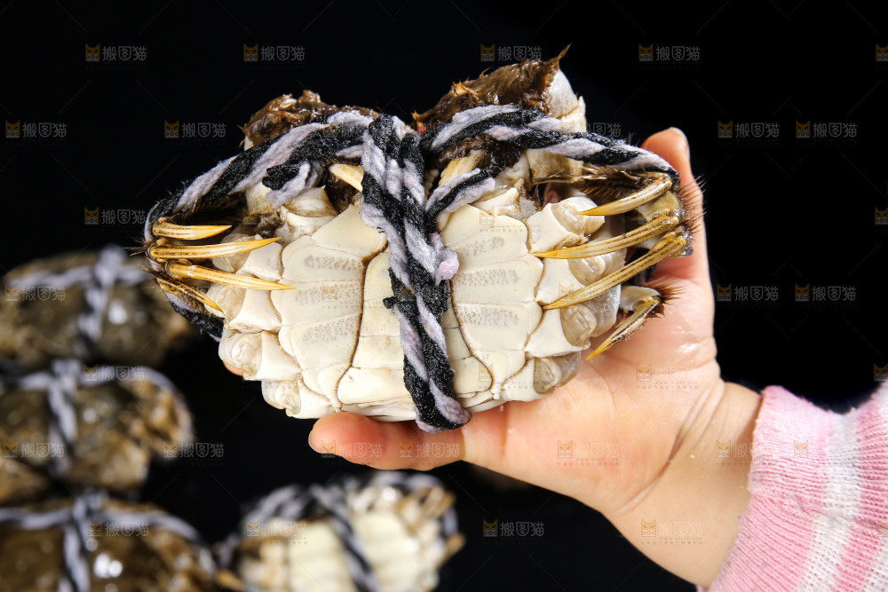 黑底上的鲜活大闸蟹